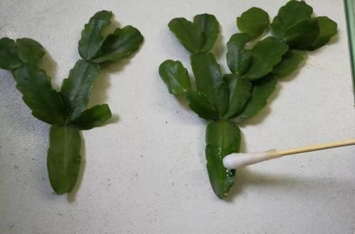  「萝卜」蟹爪兰插萝卜上，也能嫁接？这波操作还是头一回见！