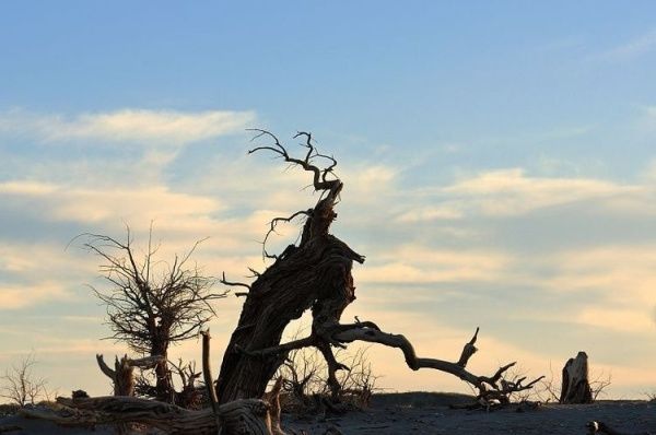 独自去额济纳旅游，如何玩才能让旅途的性价比最高