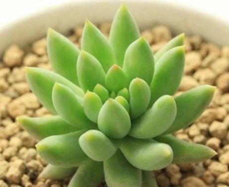  『美艳』喜欢菊花，不如养盆“极品菊花”沽水流霞，似流霞飞舞，美艳高贵