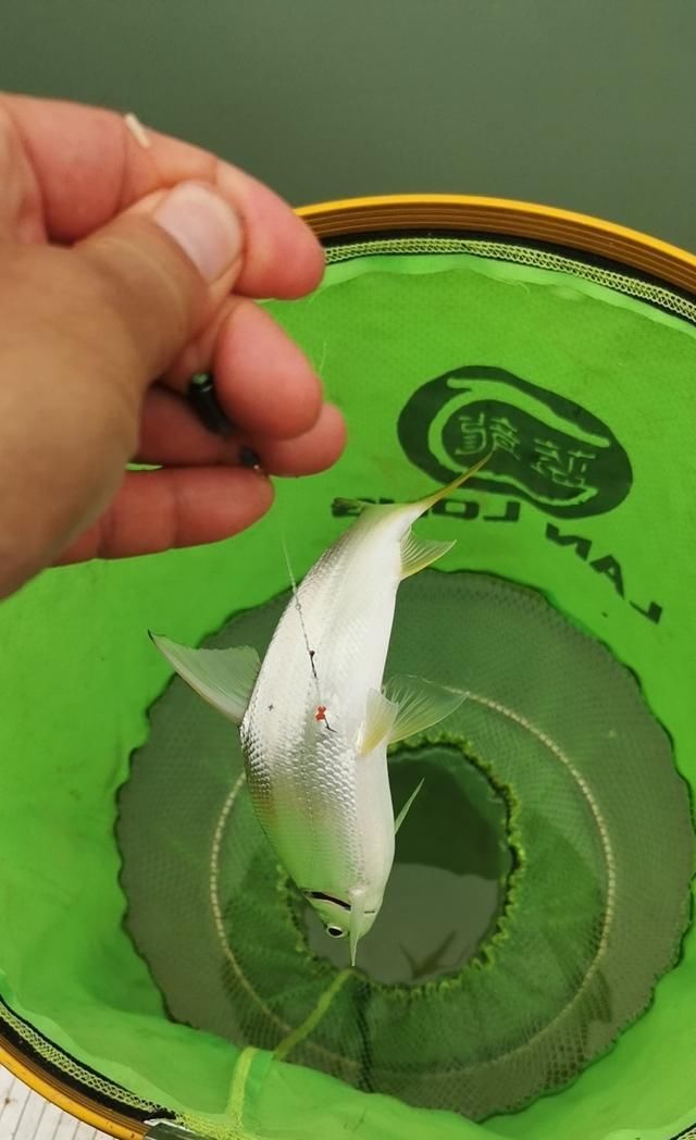  【失误】一个大的失误，造成鱼杆失踪！含泪警告钓友