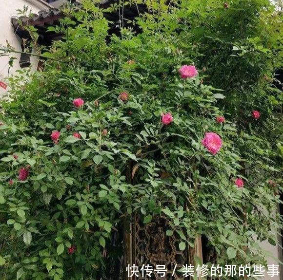 次水就行@阳台变花园,8种花现在养,半个月就爆满阳台,长的飞快花也多