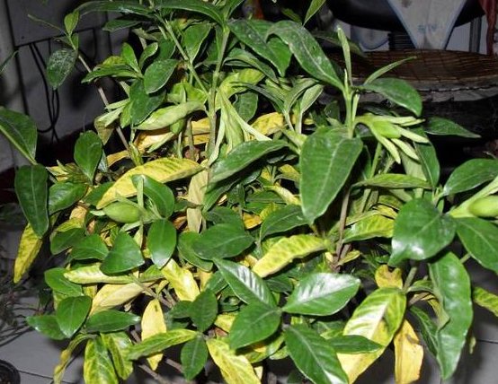  『老师』栀子花黄叶不开花，老婆作为化学老师，用1招使花爆盆，我懵了！