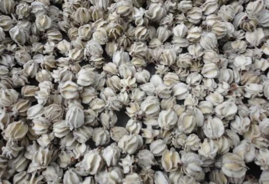  「一棵树」农村野生的一棵树，引来联合国调查，说是只有中国才