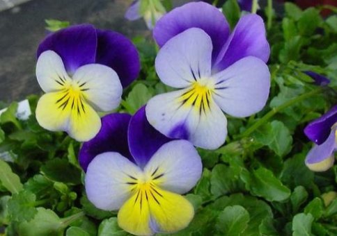  「美艳绝伦」经常爆盆的植物，养在家里生机勃勃，花开美艳绝伦，四季如春，美