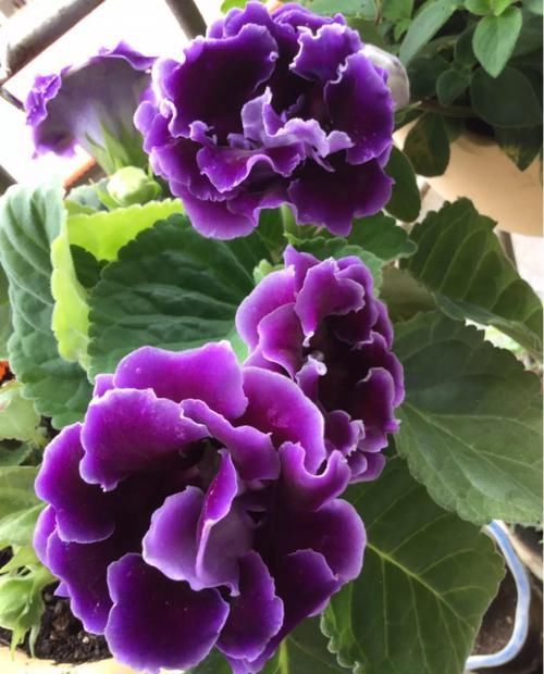  【对光照的需求】11种耐阴花，光不好也能嗖嗖长，开出2米大花墙！
