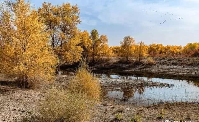 大美新疆，上眼胡杨