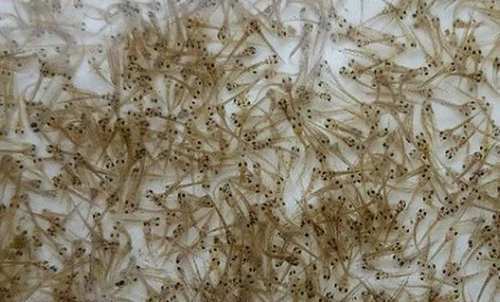 农村小伙养出325元一斤的天价泥鳅,因泥鳅还有这么一个功能！