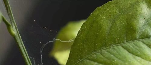  空气湿度■家里的花叶片上长满了红斑点，有很多小蜘蛛网是咋回事？
