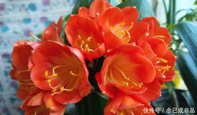  [家里]家里采光差春节买些耐阴花，不见光也嗖嗖长，开成一面大花墙