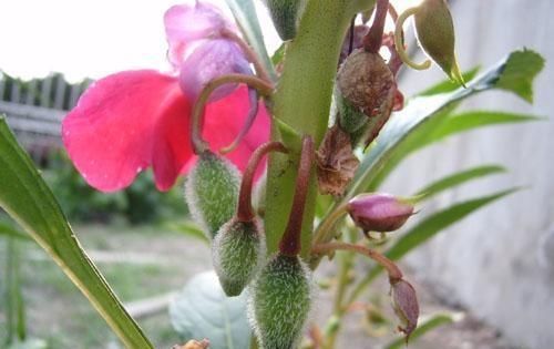  种子@凤仙花怎么养？“6个”方法从小苗到开花，种子熬成药治“狐臭”