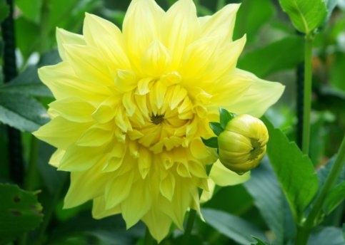  『居家』居家养花，就选此款花卉，花大色艳易爆盆，一盆繁殖多盆，内敛美