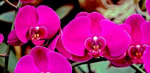  [仙鹤]喜欢菊花，首选“菊中精品”灰鹤展翅，似仙鹤起舞，展翅高飞