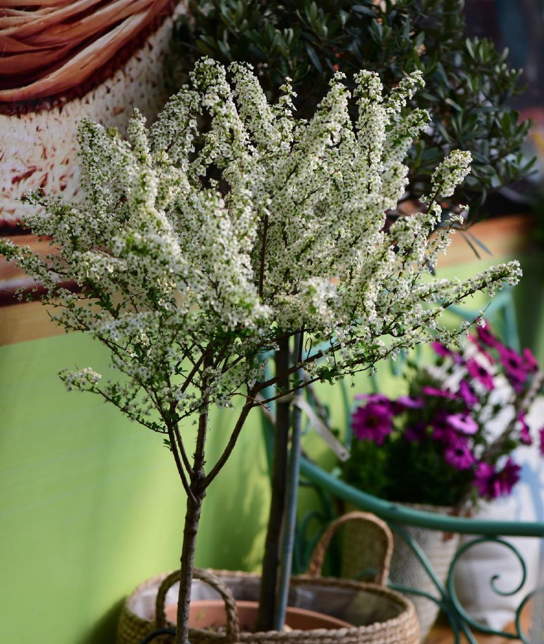  [雪柳花]新型观赏花木，花似白雪，开花多、花期长，盆栽也可以，值得拥有