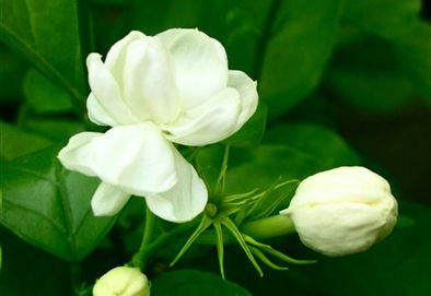  「小巧」忠贞纯洁之花，有着洁白的花色，花型小巧可爱，令人十分喜爱