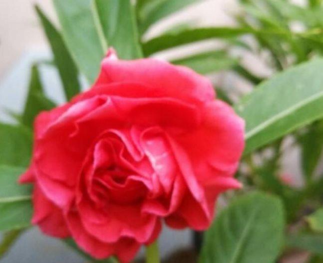  「适合」5种花适合夏天养，开花爆盆花期长，繁花似锦，花色美轮美奂