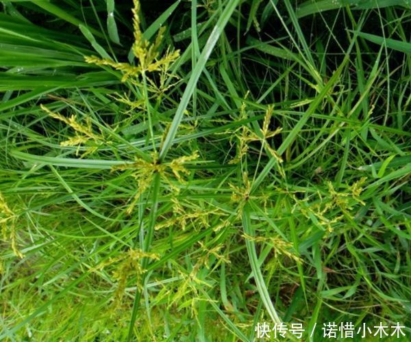  田间：它叫香附子，是田间珍贵野生草药，别再当杂草了，早知早受益！