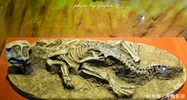  #恐龙蛋化石#世界上恐龙蛋最多的地方竟然就在广东，密密麻麻，