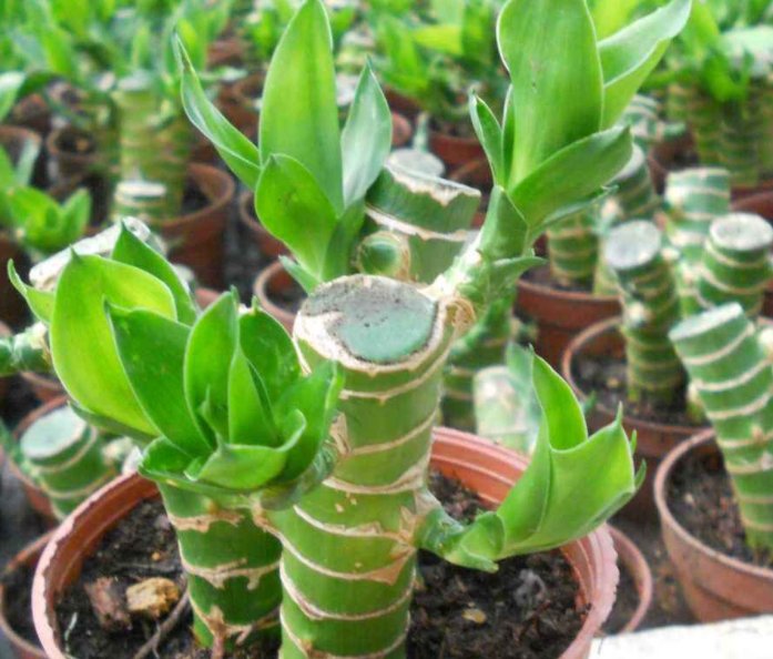  『草莓』适合用花盆栽种的四种水果，除了草莓还有很多，你会选哪种？