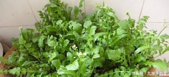  带回：野外挖荠菜，带回几条根，种在花盆长的快，随手摘了包饺子