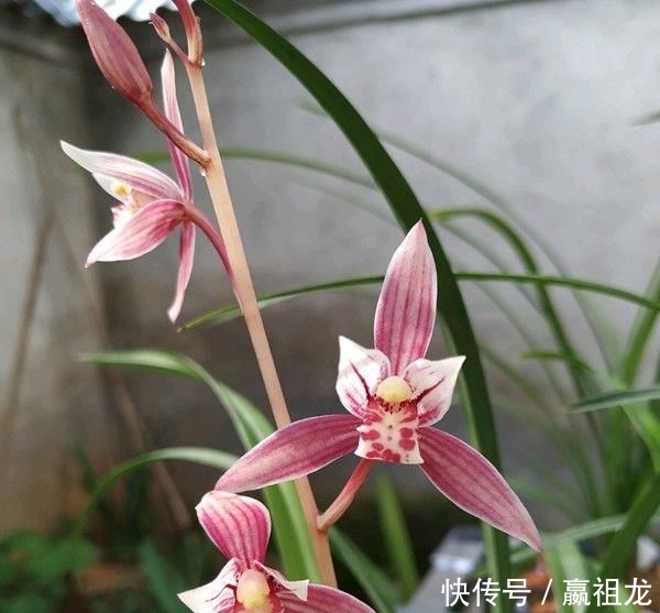  形似@喜欢多肉，不如养盆“石莲花”，叶片晶莹剔透，形似池中莲花，美