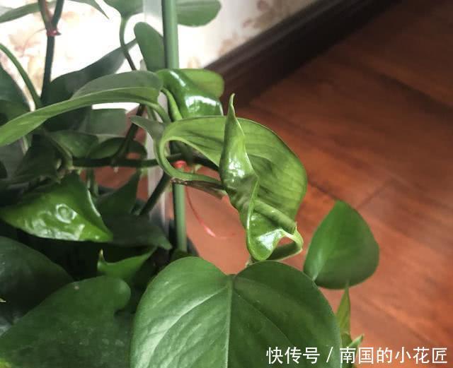 绿萝|绿萝新叶干尖、卷曲,主要是3个原因,知道了很好解决