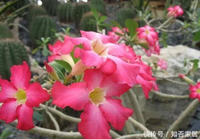  特别|冬季养花别“瞎养”，记住这几点，简单养花来年接着开花！