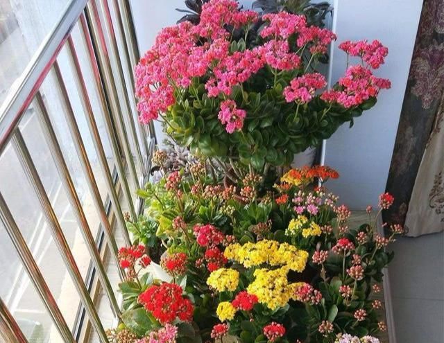  「长寿花」新手养花?就选这几种,平时少折腾,掌握精髓,养啥也爆盆