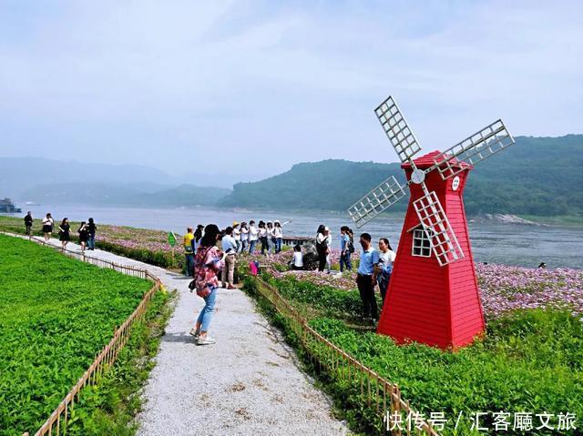 “五一”重庆慢时光，木洞10万㎡格桑花开，孤岛绿草成海！