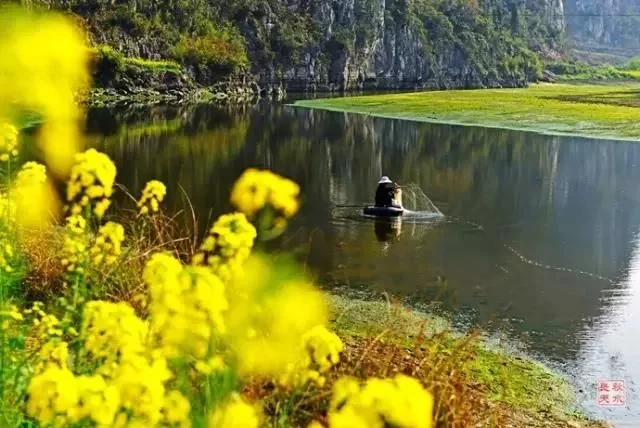 中国最美的油菜花海,油菜花逐渐“染黄”了神州大地