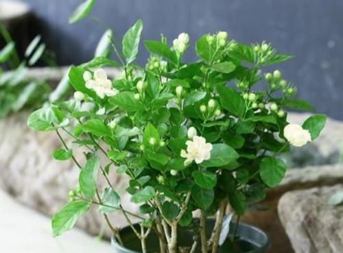  『朱顶红』阳台养花，不妨养这4款植物，好养易活不招虫，养在哪里都爆盆
