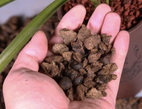  #肥料#去路边“转1圈”，捡回来“1种肥”，能养君子兰、长寿花，太值！