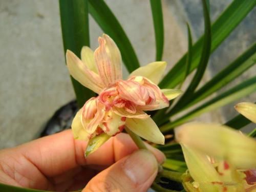 「美艳」喜欢菊花,不如养这四款花,开花稠密又美艳,花朵美丽爆大盆