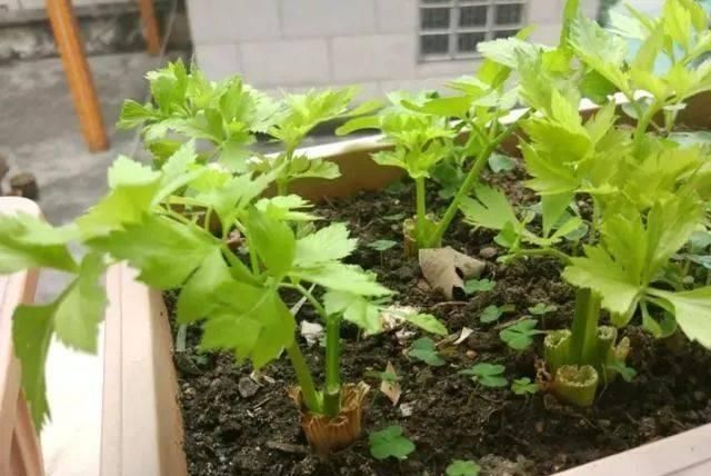  适合：这5种菜根适合水培，直接放水里，长出小盆栽叶子也鲜美