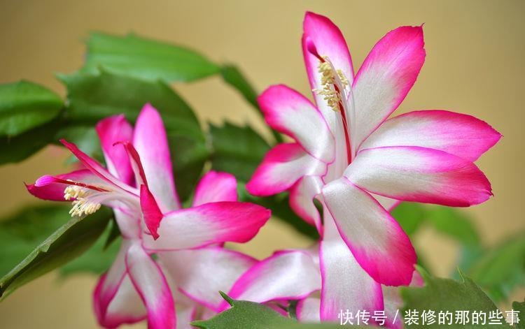  绣球@“5款花”一年花开不断，花开艳丽夺目，花朵似绣球，一眼就爱上