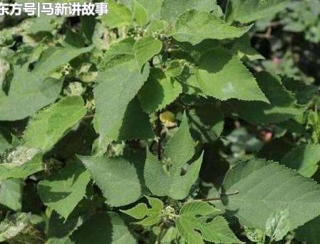 农村公认的“害树”，现在却广泛种植，价值珍贵，成为了摇钱树