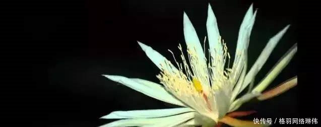 世界最值钱的花一种被称为无价之宝，一种在中国卖出百万高价