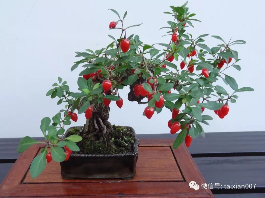 微盆景:把玩古朴的雅趣