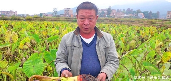 160亩香芋熟透不敢挖，少部分已经腐烂，老农摇头叹气：没人来收