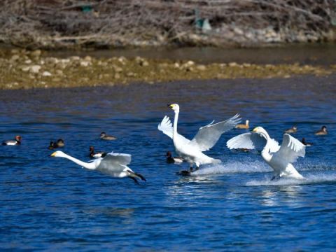 美图 | 黄河湿地“天鹅湖”