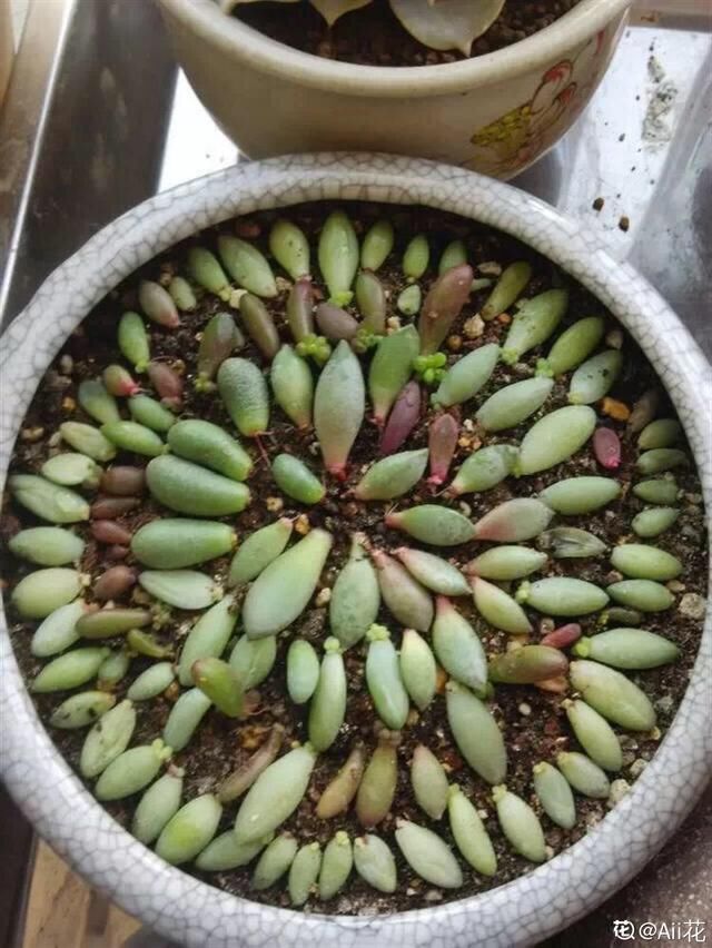  【成活率】多肉叶插时，换个姿势，成活率大大提高！