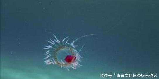 #蜘蛛#你觉得可能不存在,但世界上还真有的那些生物