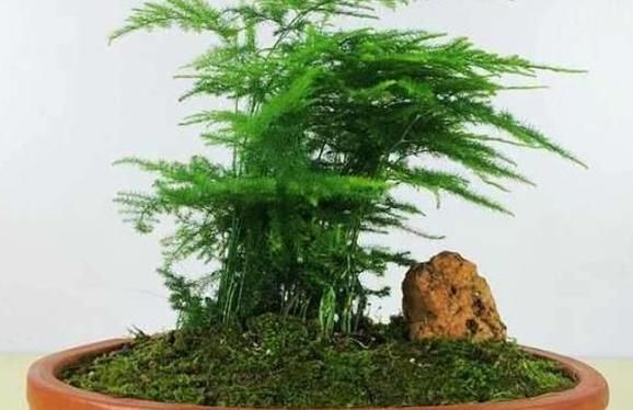  适合：阳台光照足适合花草生长? 别记错了, 这6种早搬屋里还有救