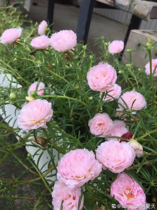  「很快」封闭阳台养这4种花，很快变成花海，现在养刚刚好