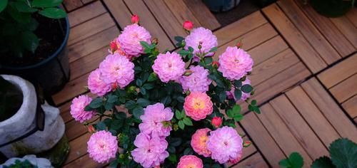  「铜钱草」喜欢菊花，首选此款“菊中精品”绿萍，似绿翠青颜，美丽清奇！