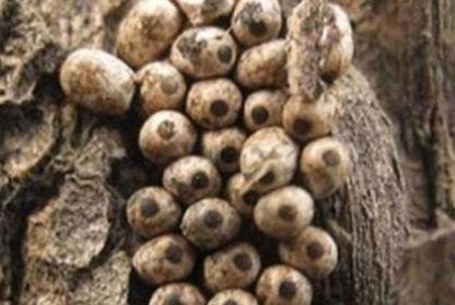  孩子|此物曾是农村80后孩子的田间美食，如今有钱都很难买到了！