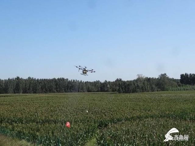  无人机■山东专家紧急赴“巴铁”灭蝗！曾开发蝗虫地图，用上飞机和无人机