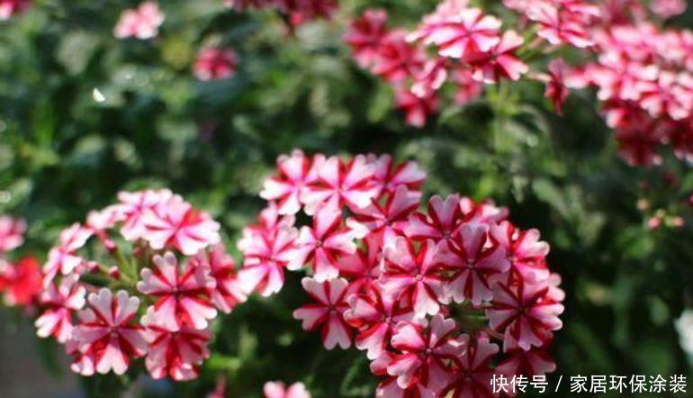 「便宜」4种“漂亮”的花,便宜又好养,10元两盆,全年开花不断!