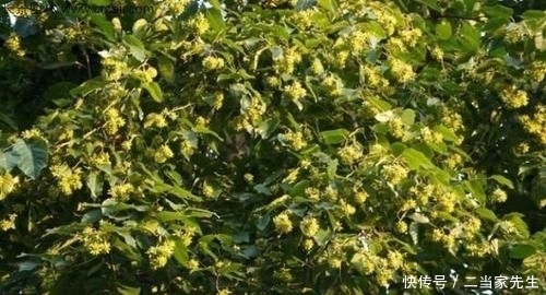 #列为#喜树被列为第一批国家重点保护野生植物,头状花序近球形
