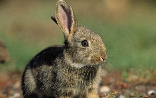  兔子头：养兔子没有销路怎么办？