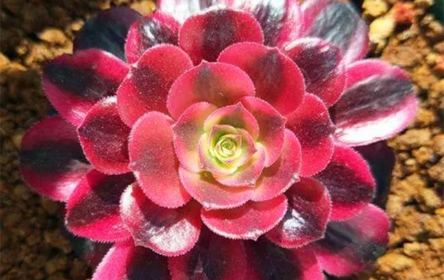  法师：教大家将法师多肉养成手捧花,方法简单学一遍就会